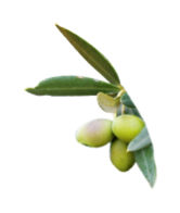 hueso de oliva para sustituir los agentes plásticos