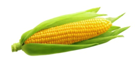mazorca de maíz para sustituir los agentes plásticos